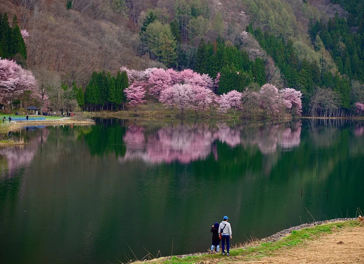 投稿写真：AM6:30の中綱湖と大山桜