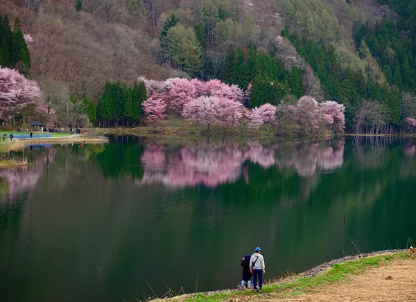 投稿：AM6:30の中綱湖と大山桜