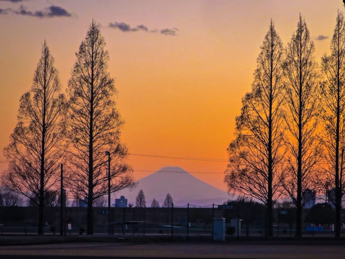 投稿写真：メタセコイア越しのマジックアワーの富士山
