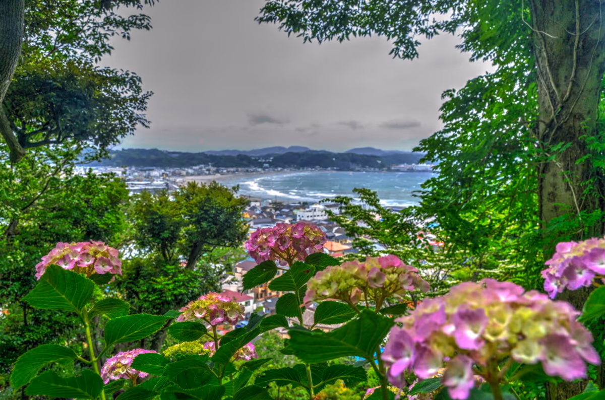 投稿写真：湘南の海と紫陽花