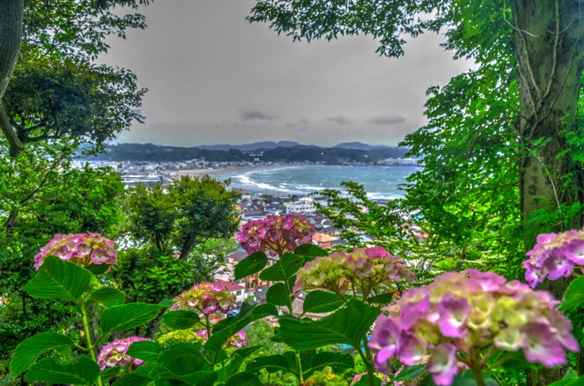 投稿写真：湘南の海と紫陽花