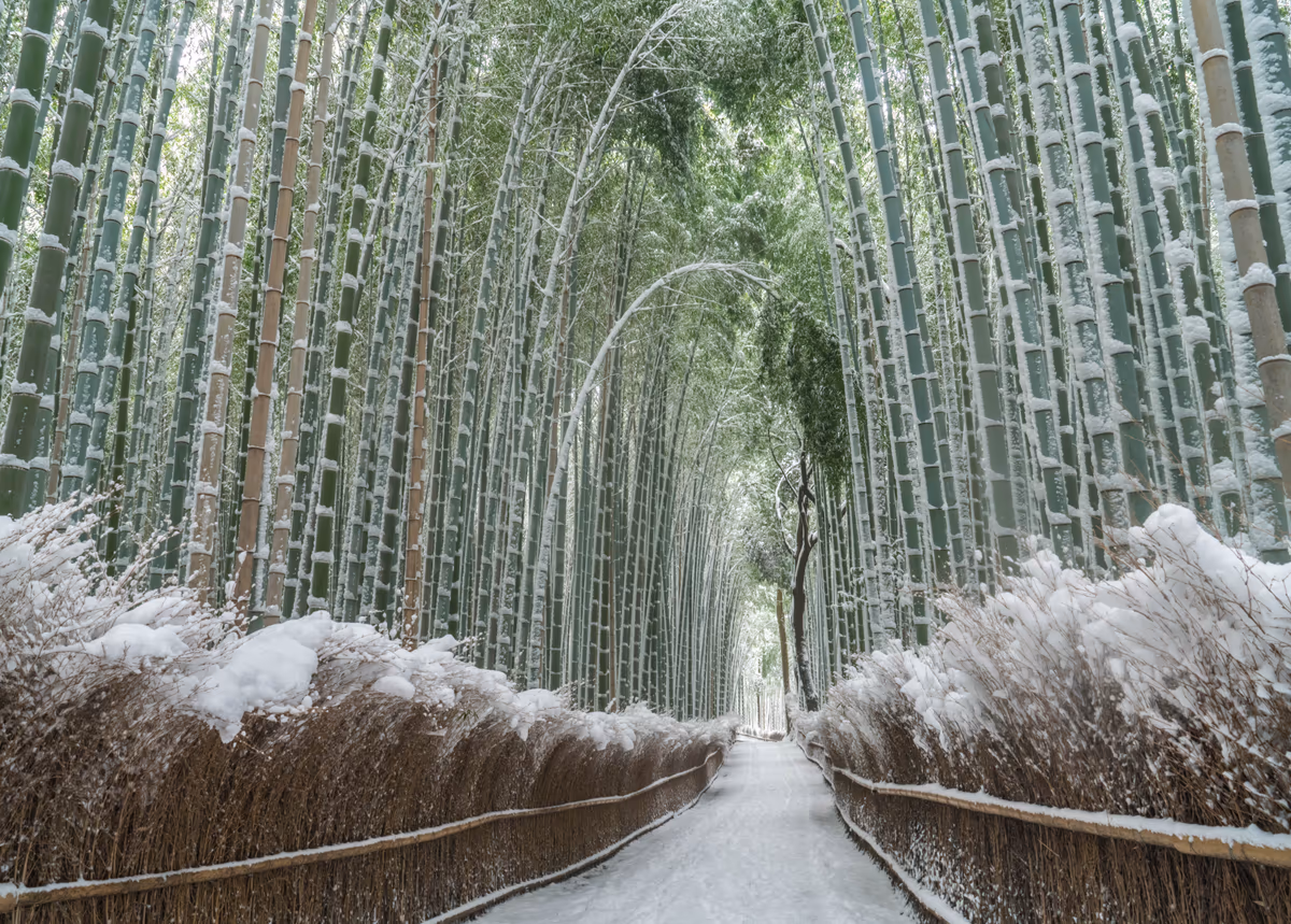 投稿写真：嵐山　雪の竹林の小径