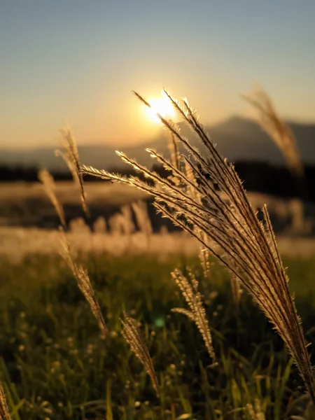 投稿：曽爾高原