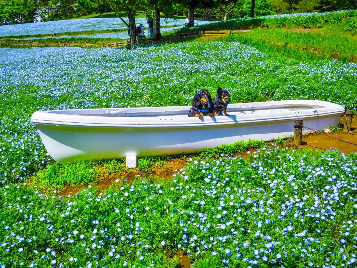投稿写真：ネモフィラとボート