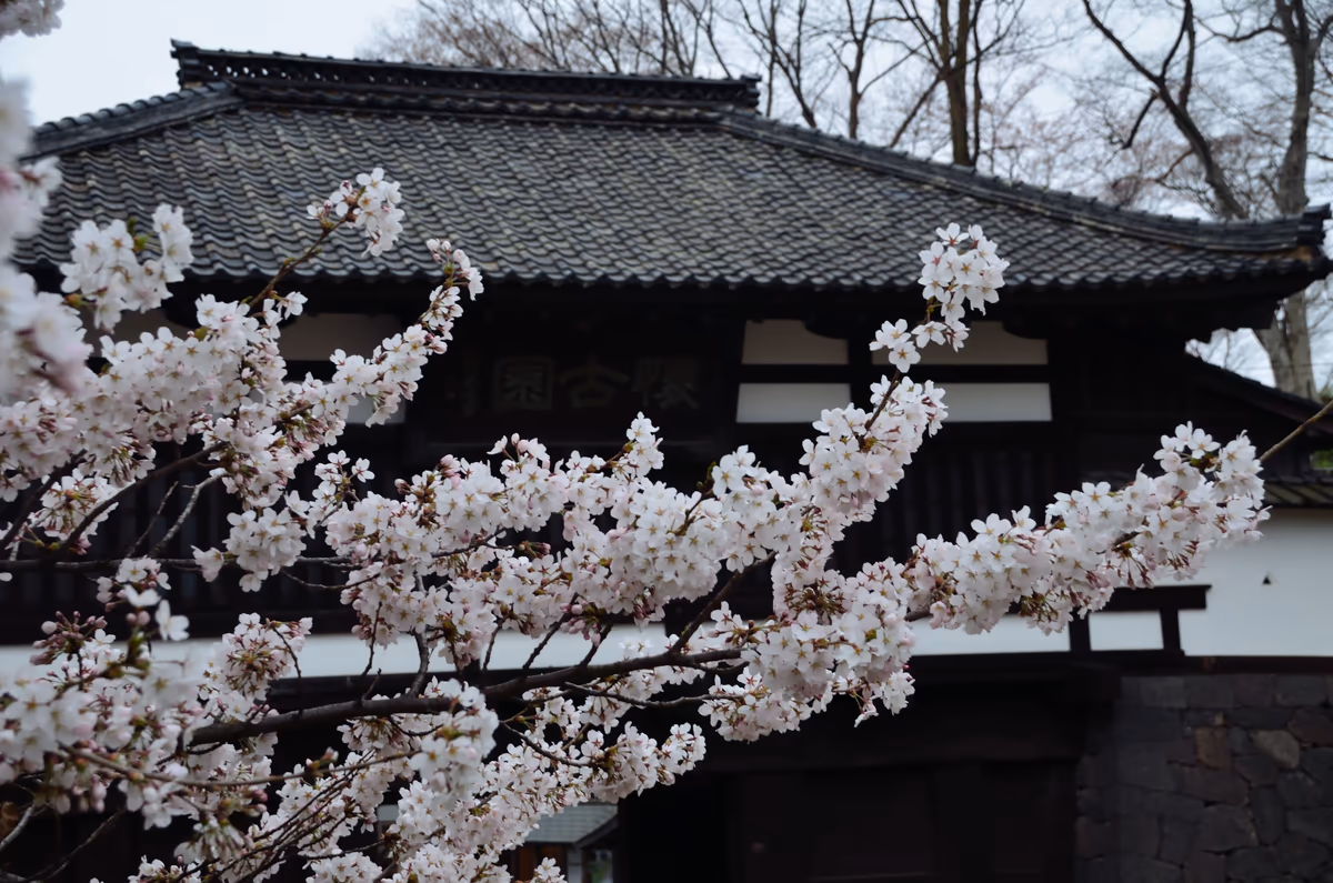 投稿写真：懐古園　桜