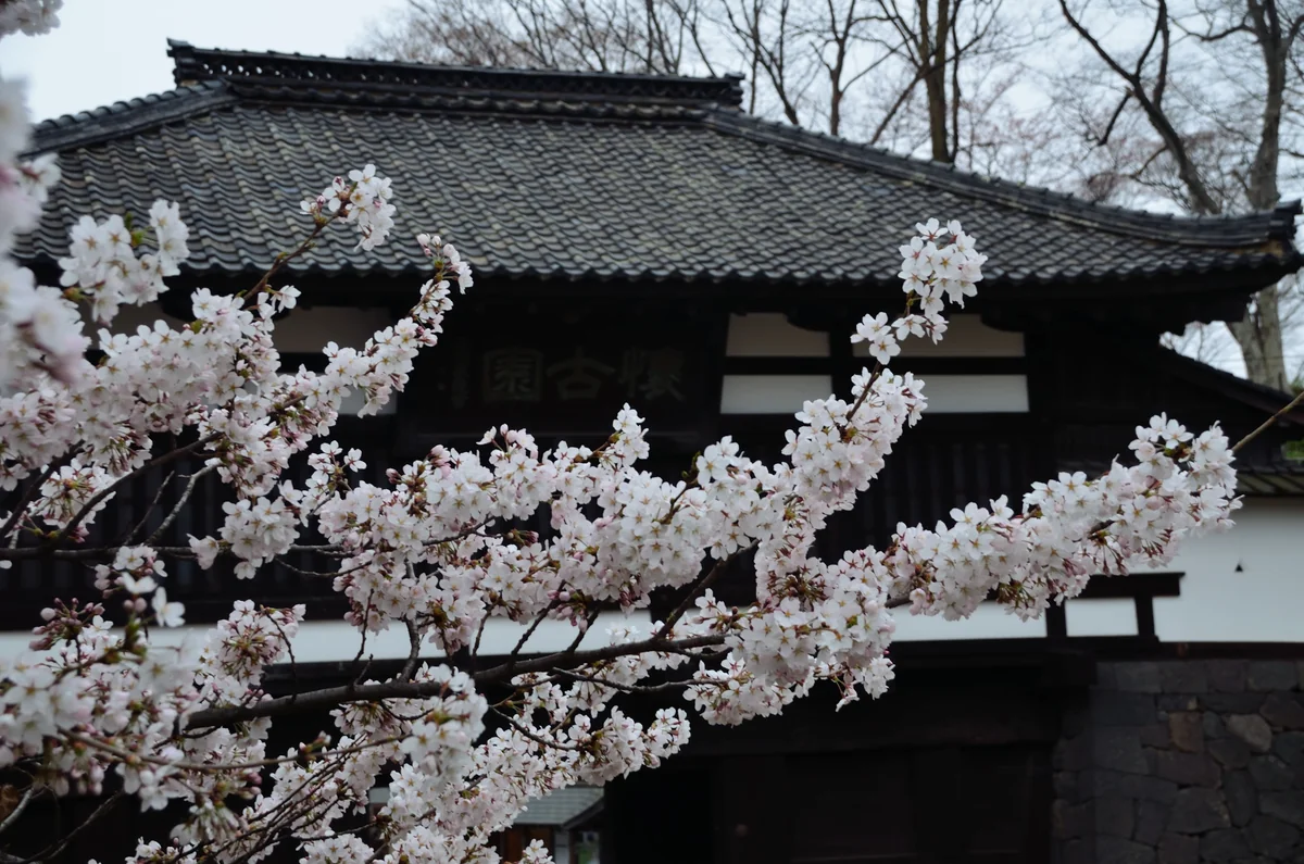 投稿写真：懐古園　桜