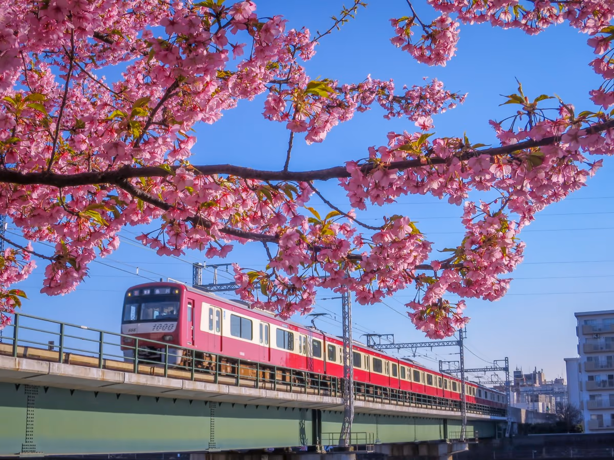 投稿写真：河津桜と京急電車
