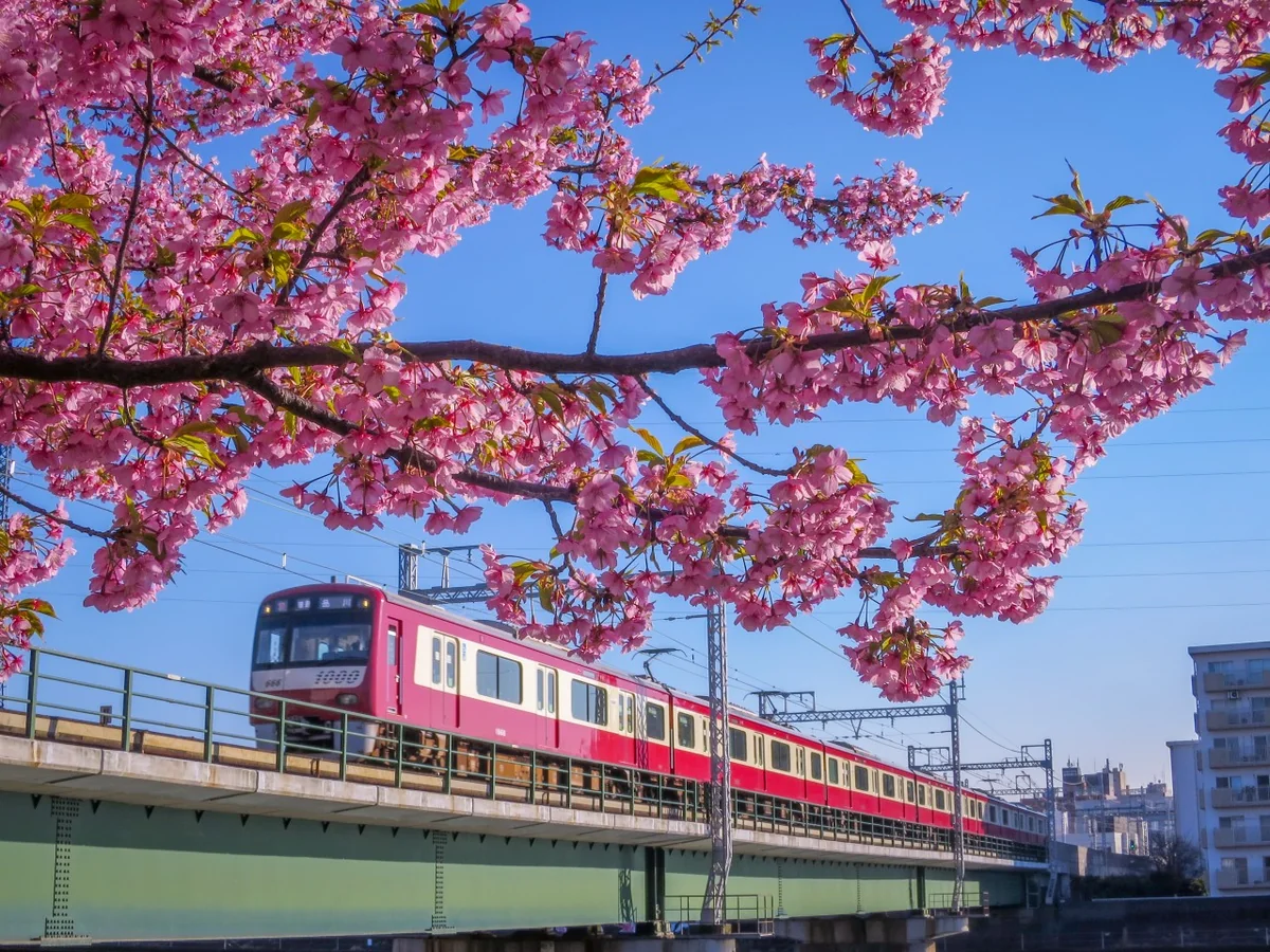 投稿写真：河津桜と京急電車