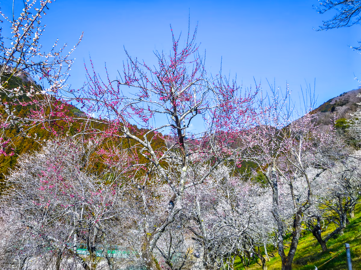 投稿写真：満開の紅白の梅林