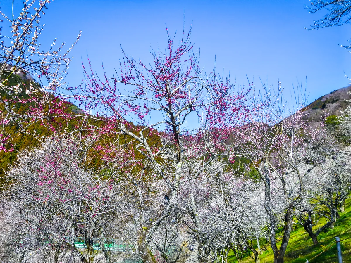 投稿写真：満開の紅白の梅林