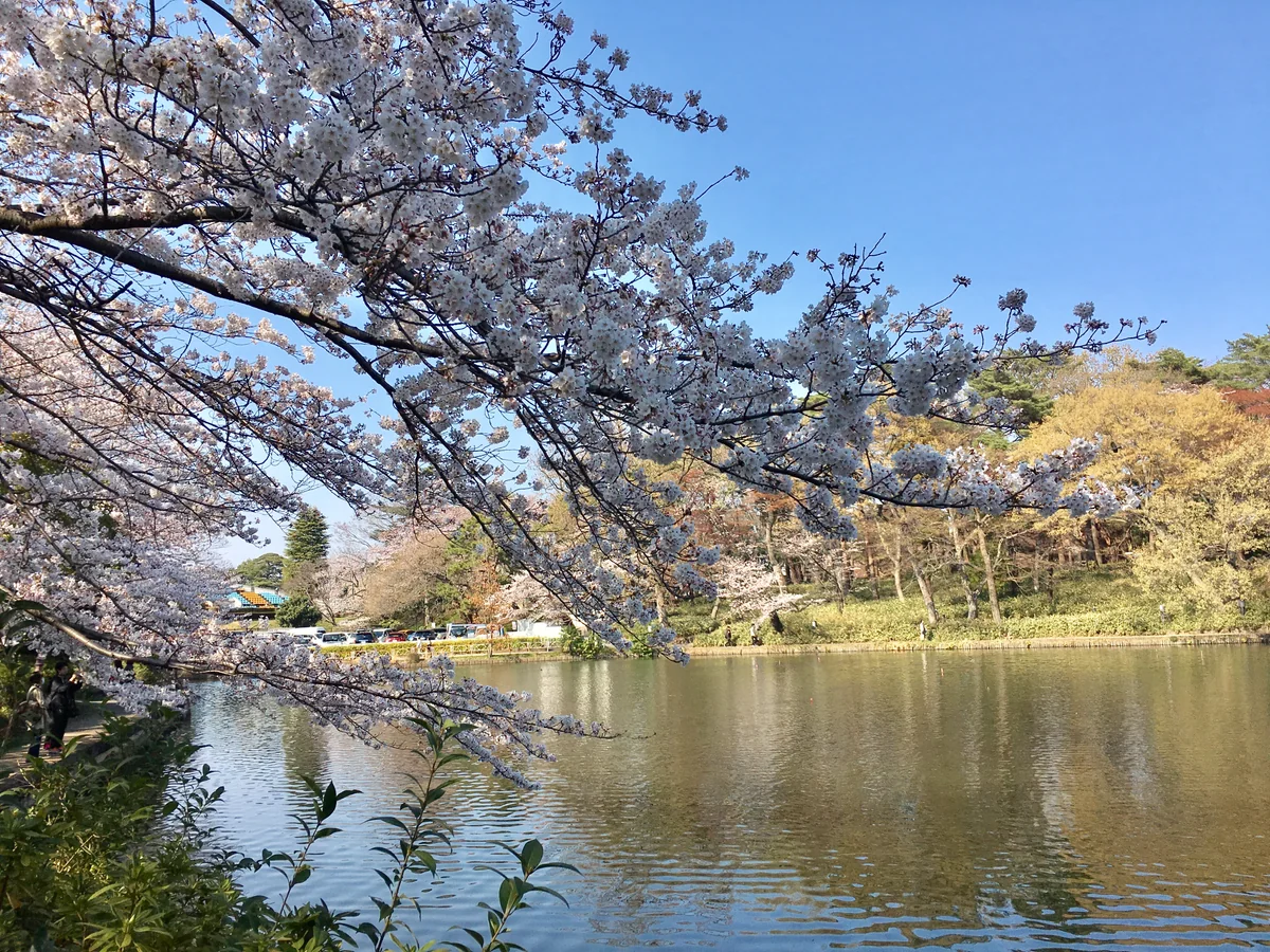 投稿写真：さいたま市 大宮公園