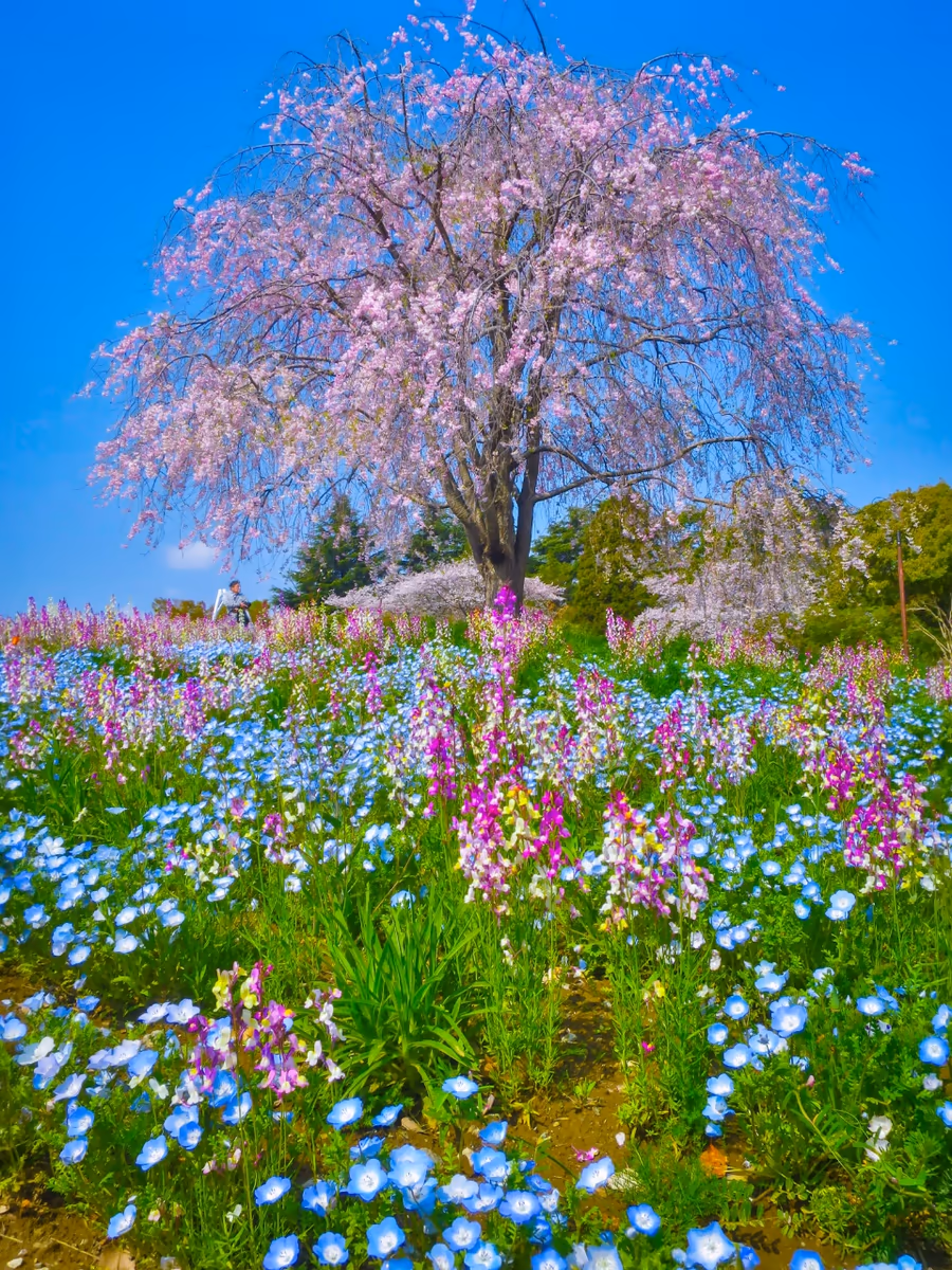 投稿写真：見頃の枝垂桜とネモフィラ