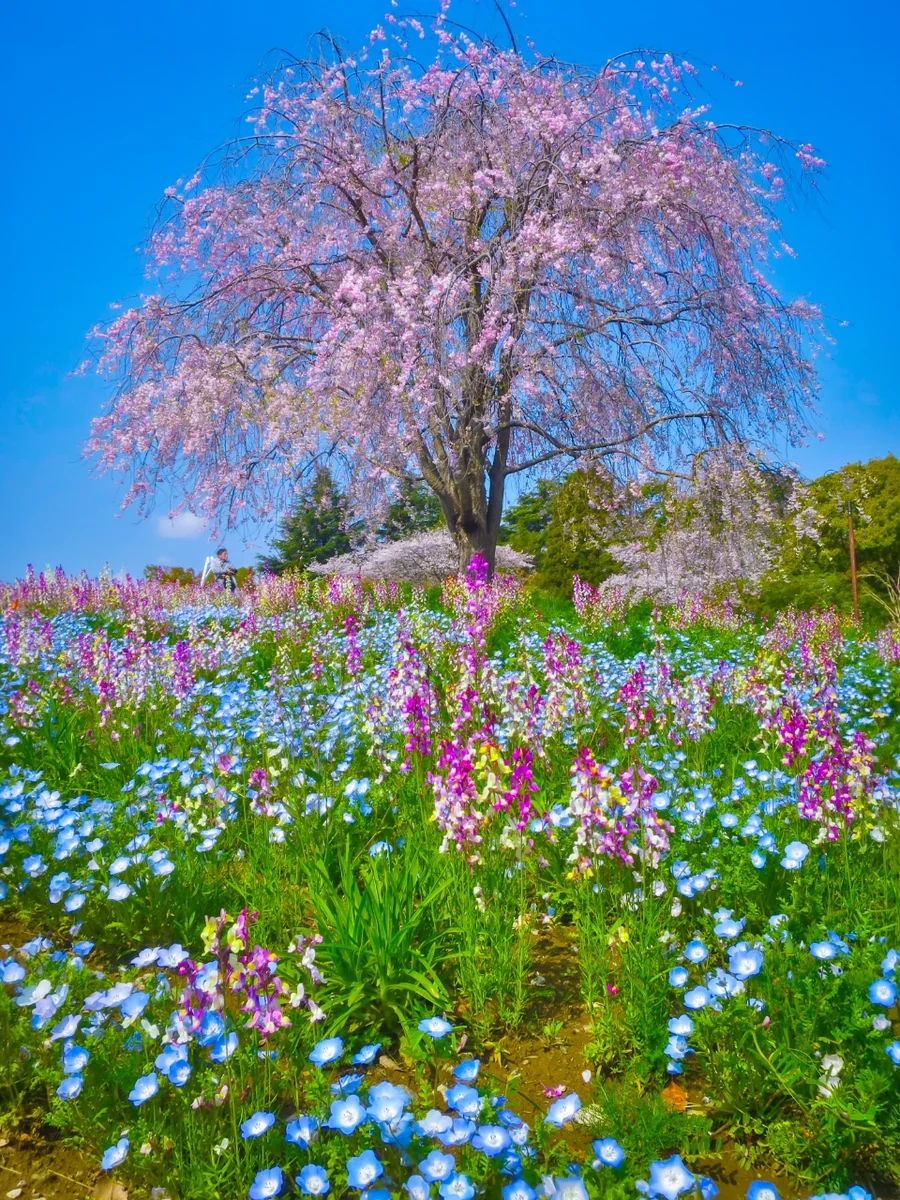 投稿写真：見頃の枝垂桜とネモフィラ