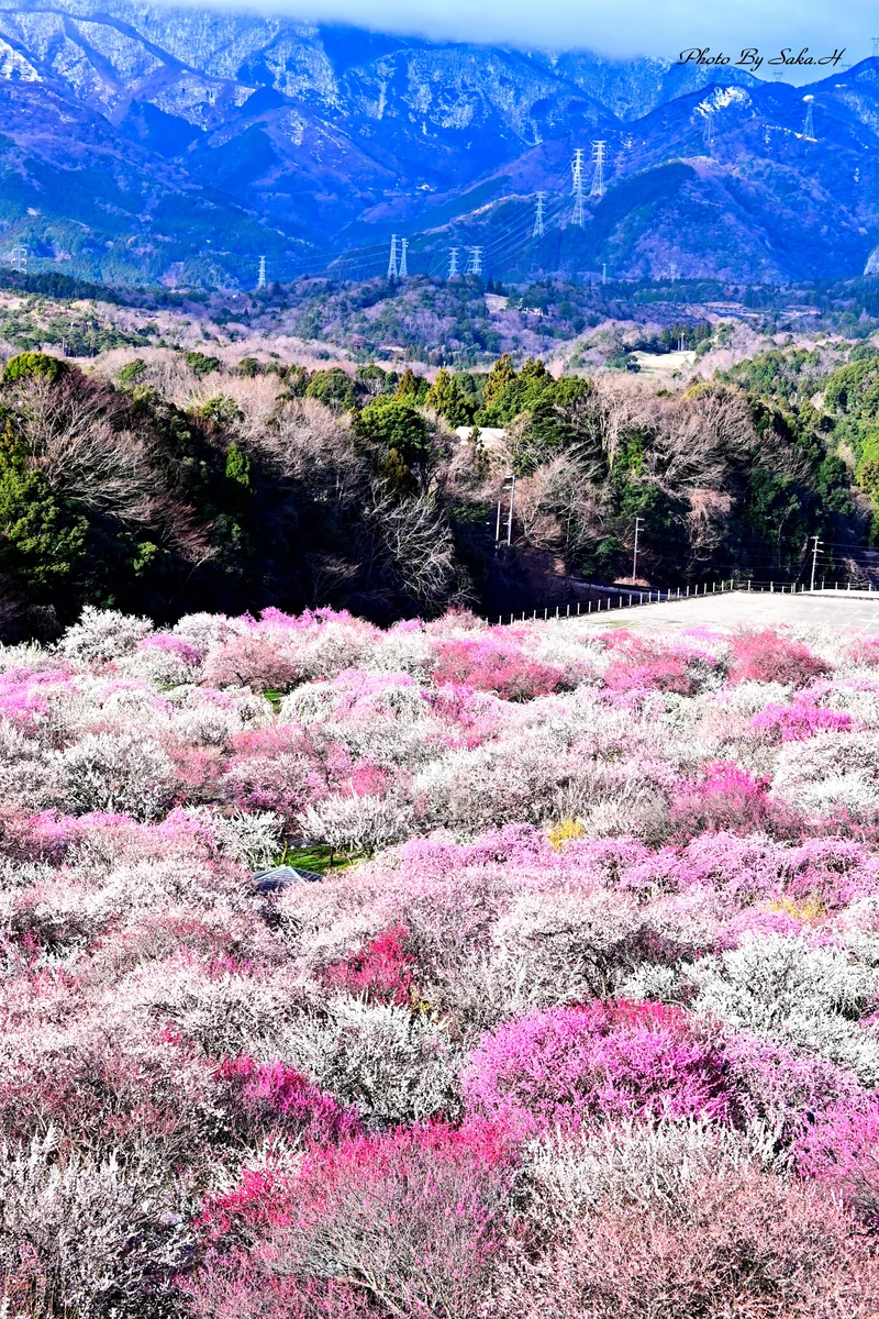 投稿写真：満開の梅