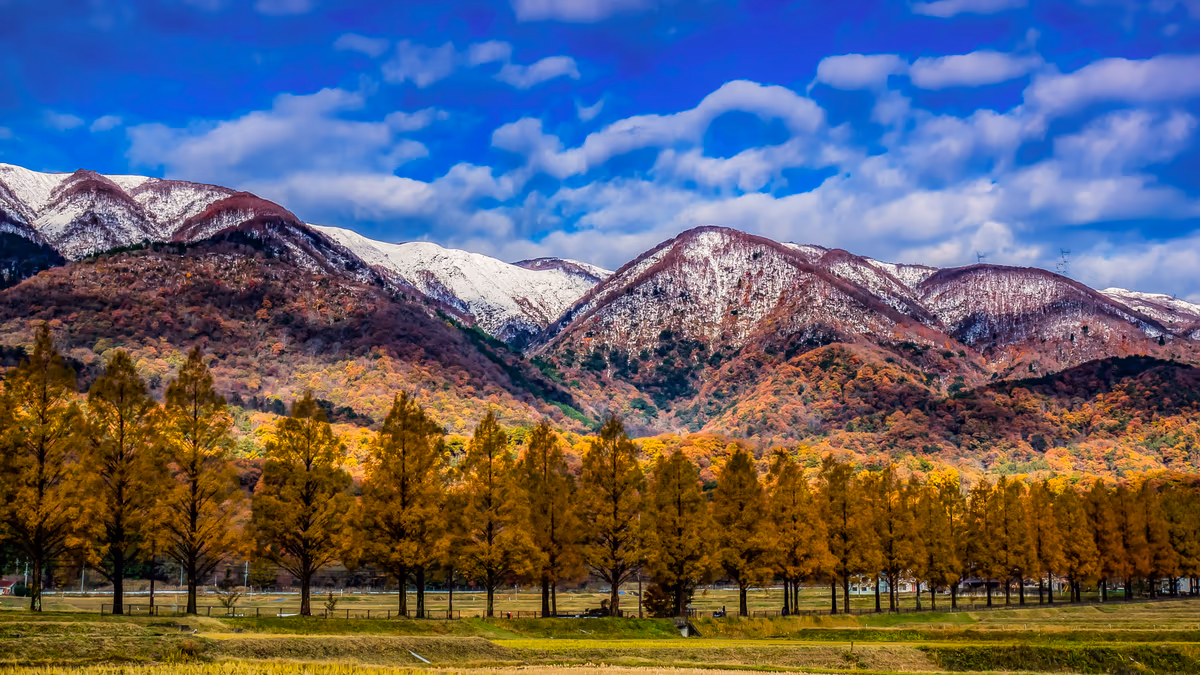 投稿写真：絶景メタセコイア並木の三段染め