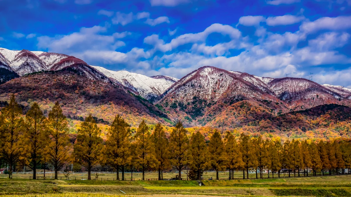 投稿写真：絶景メタセコイア並木の三段染め