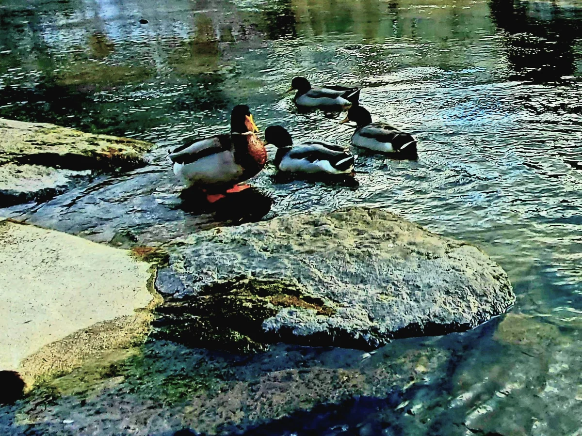 投稿写真：けやき水源