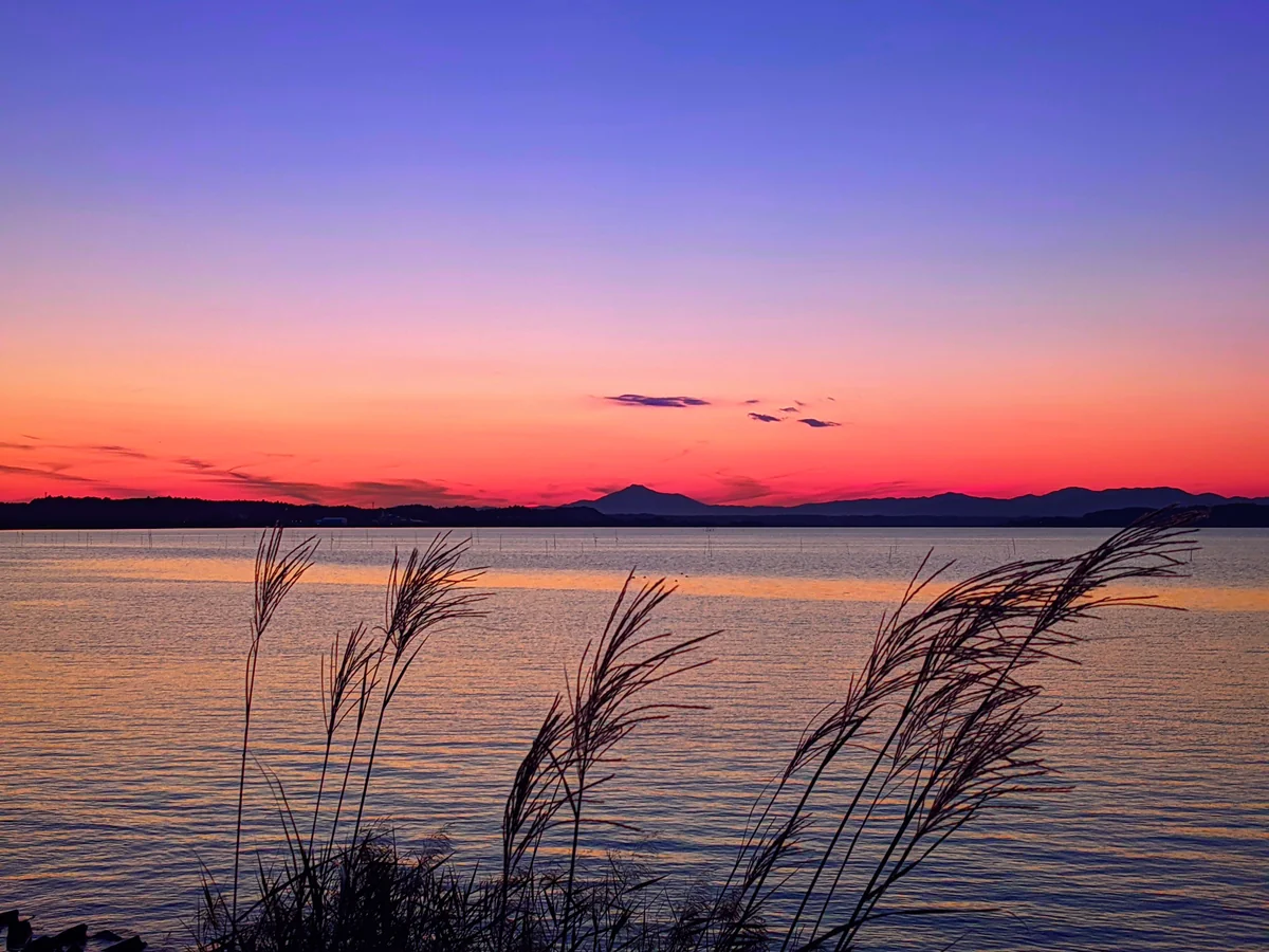 投稿写真：涸沼のススキと筑波山
