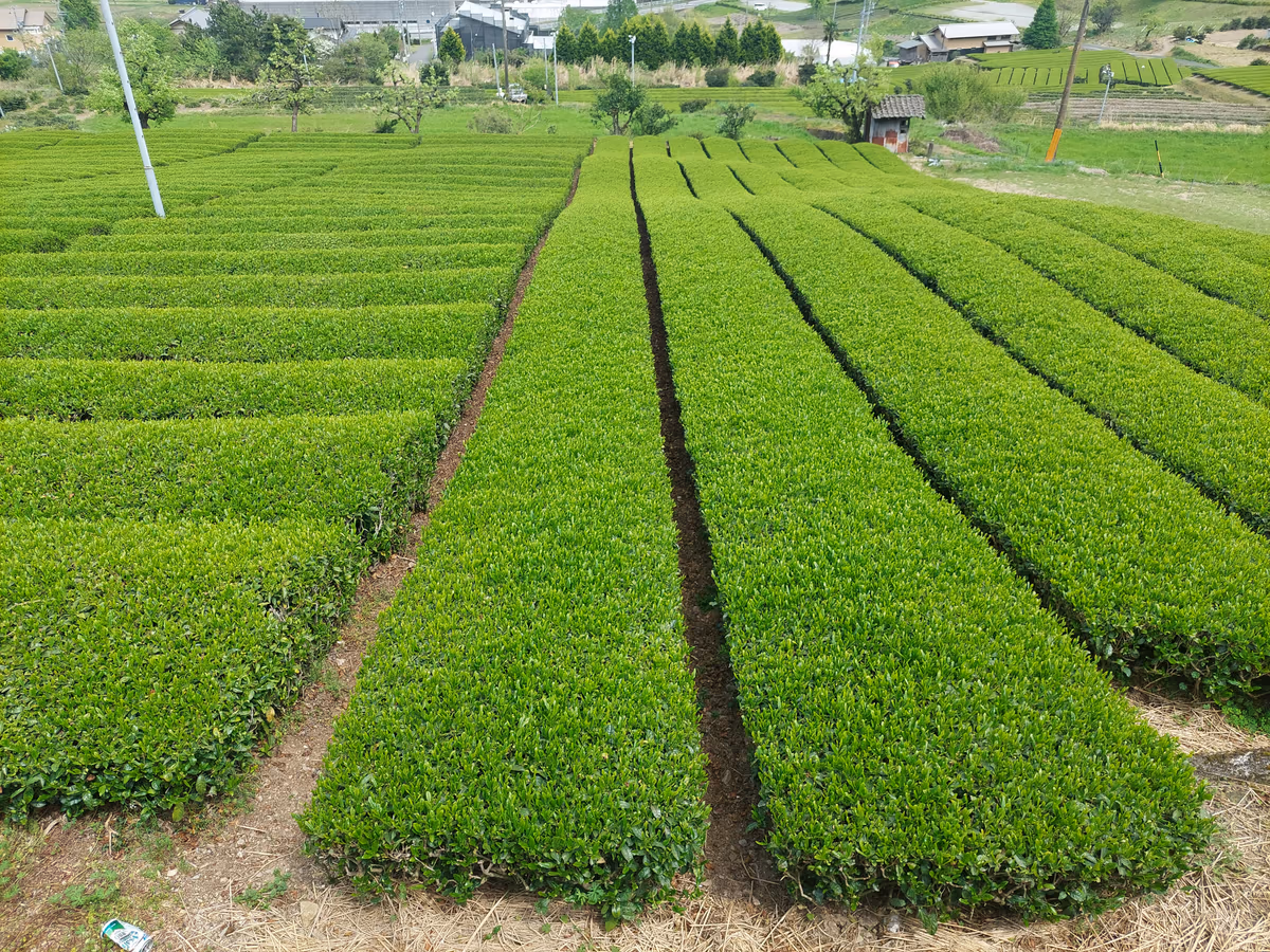 投稿写真：新緑のお茶畑