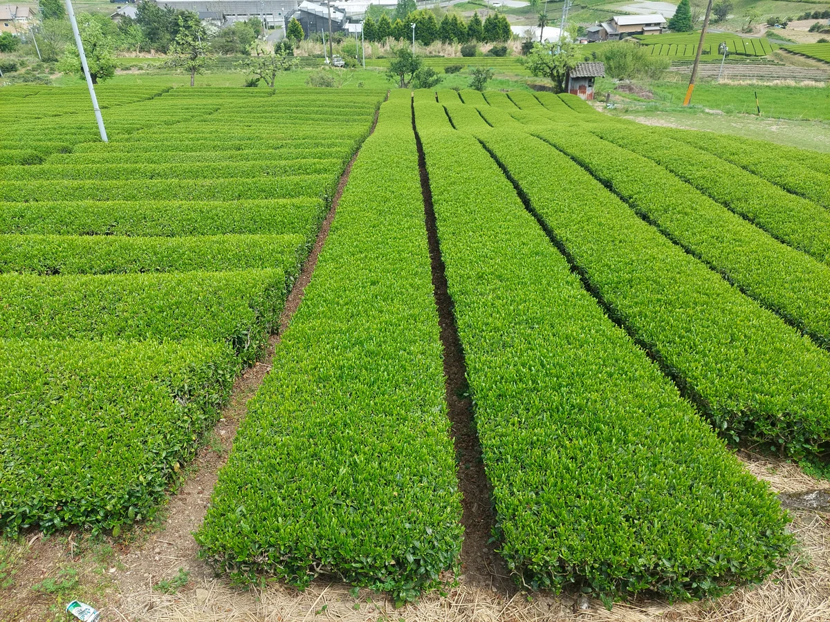 投稿写真：新緑のお茶畑