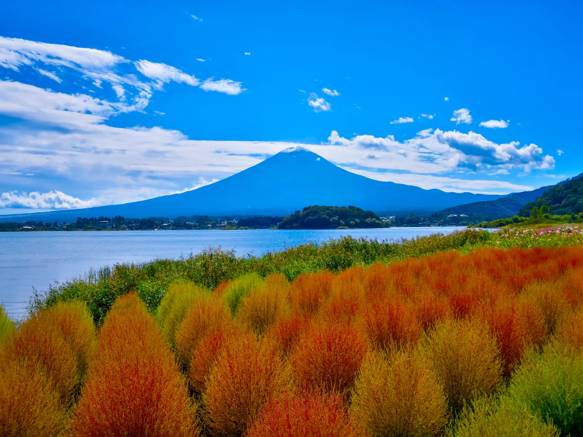 投稿写真：初冠雪富士と色づき始めたコキア