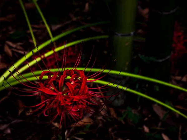 投稿：彼岸花とコントラスト