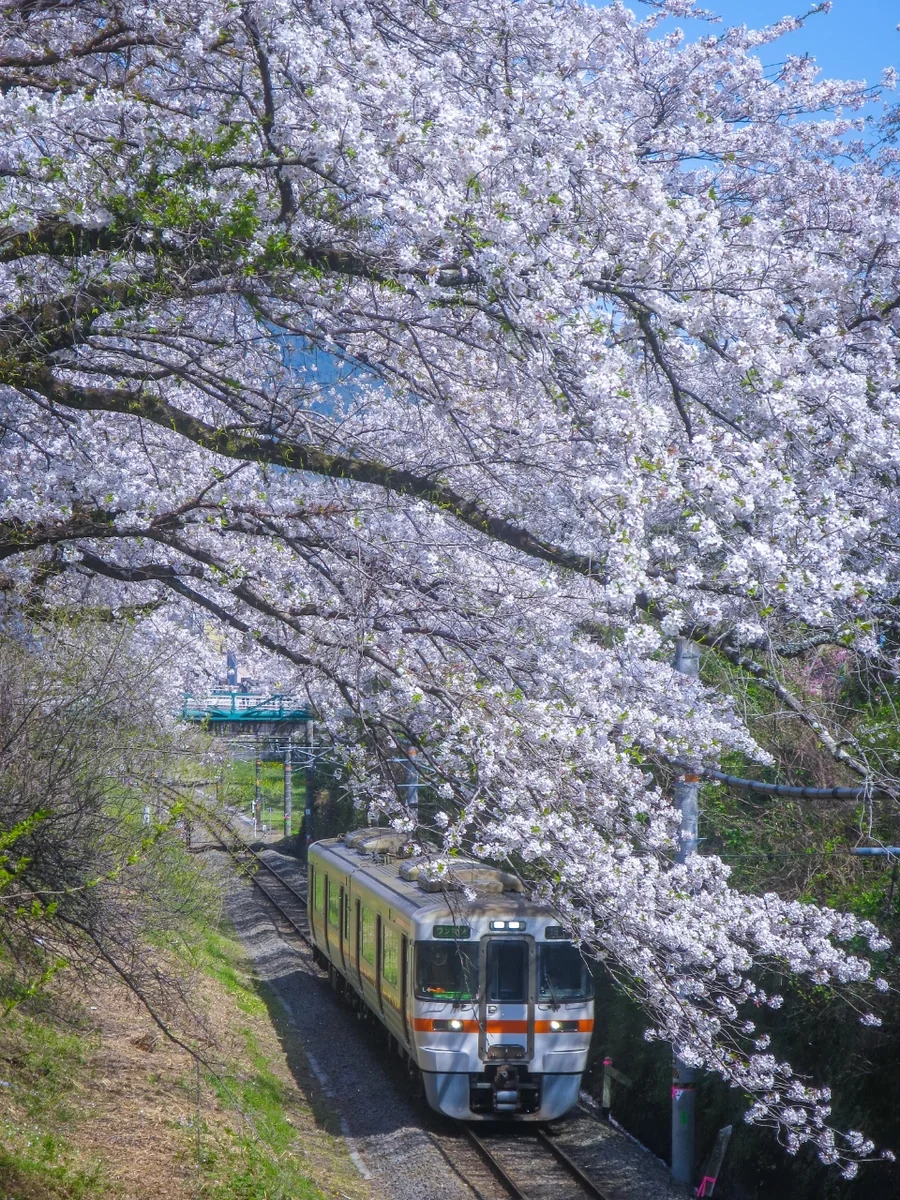 投稿写真：桜のトンネルを走る御殿場線下り電車
