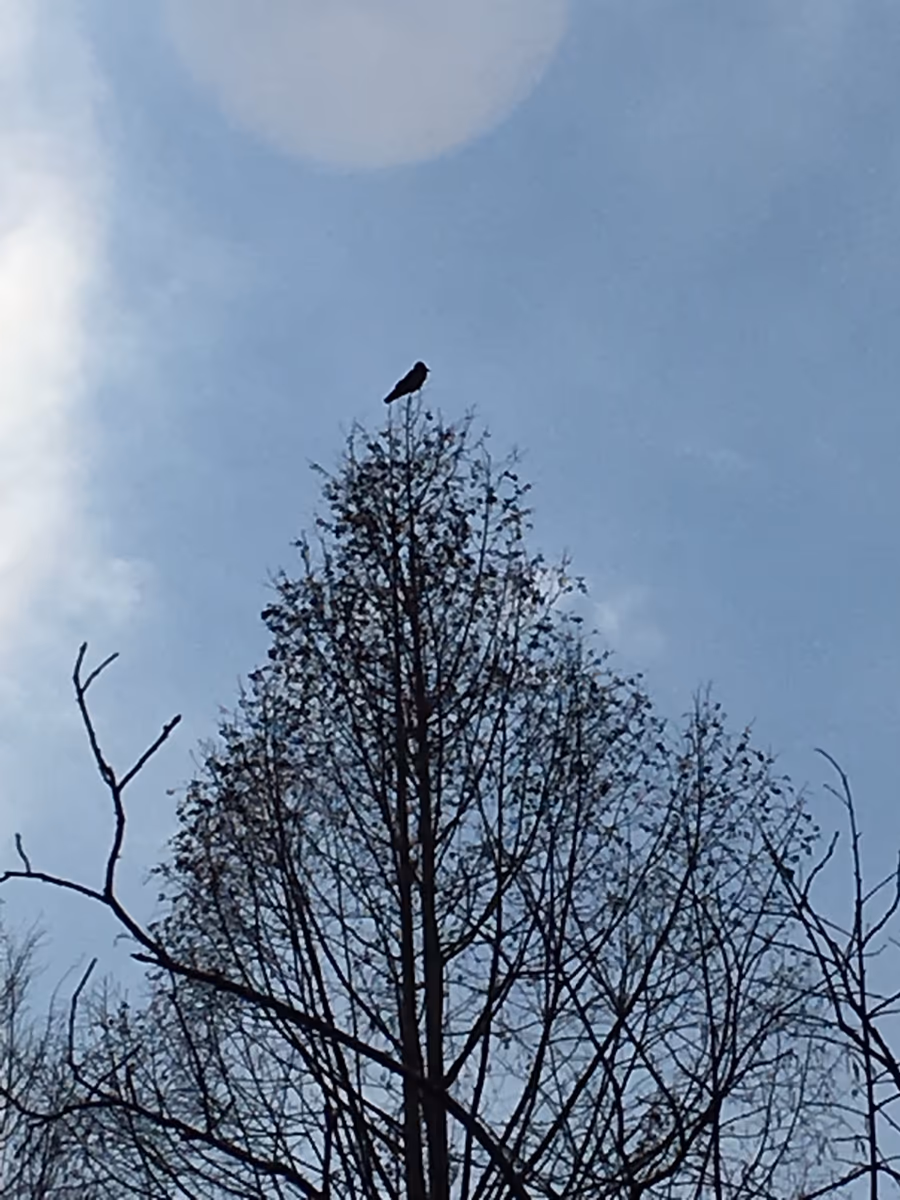投稿写真：孤高の鳥