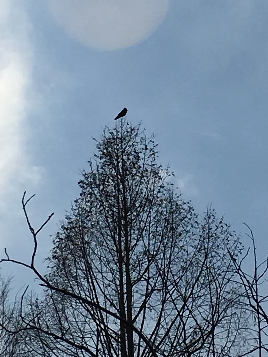 投稿写真：孤高の鳥