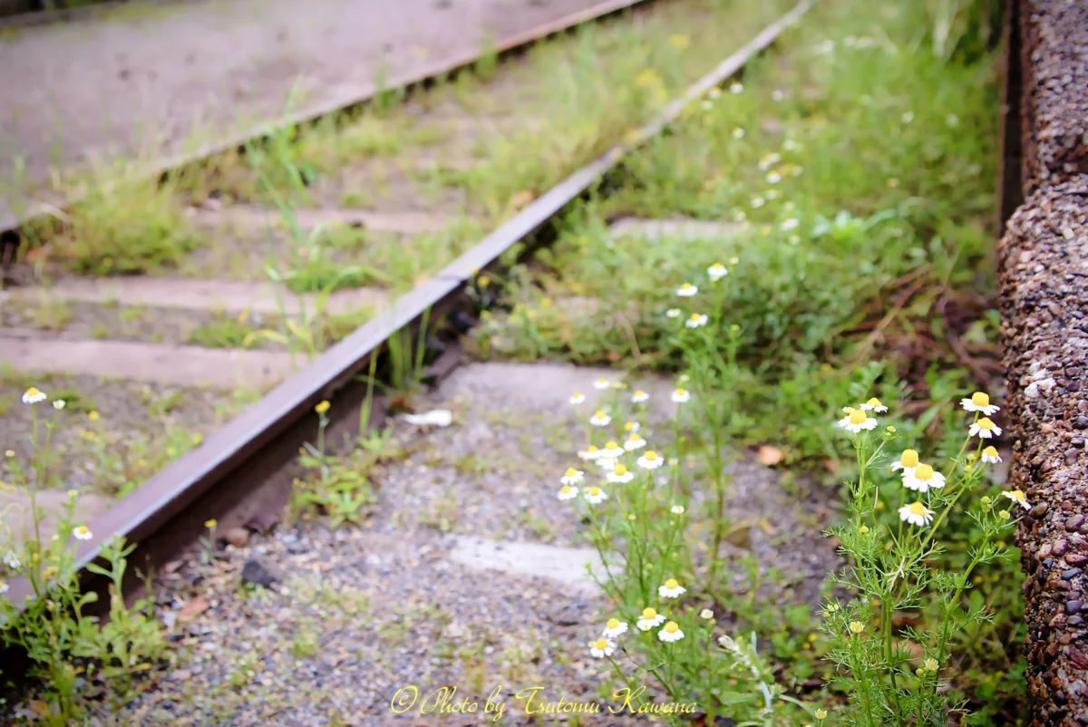 投稿写真：終着駅の片隅に密やか咲く