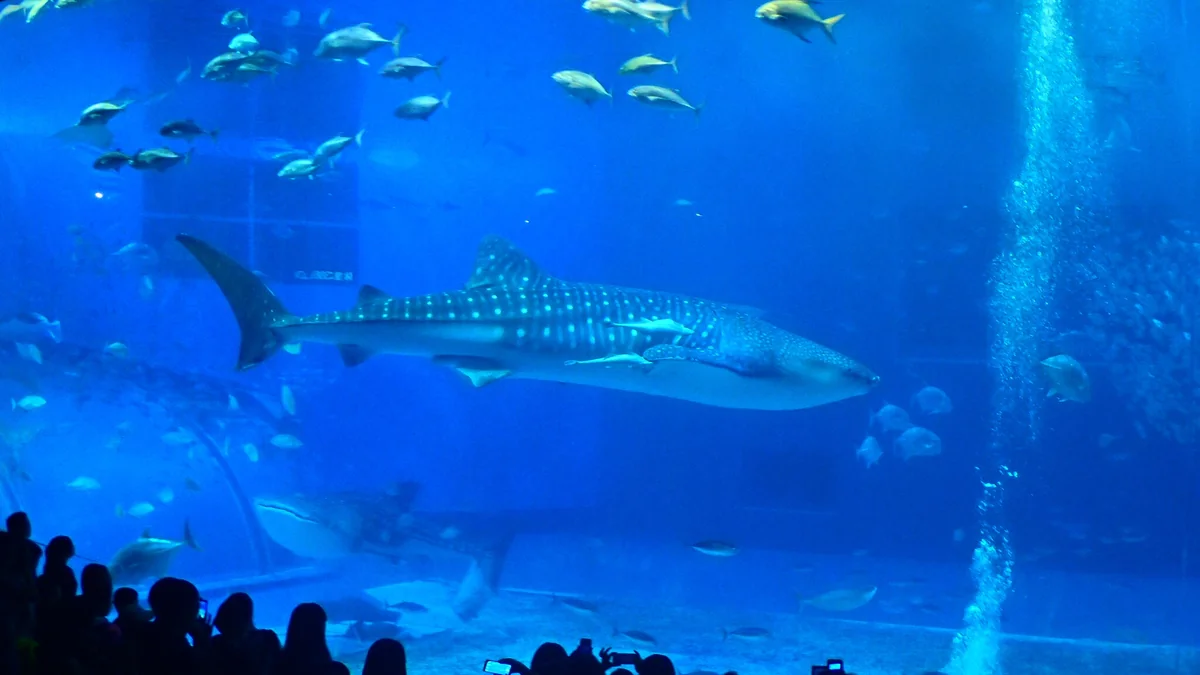 投稿写真：ジンベイザメ