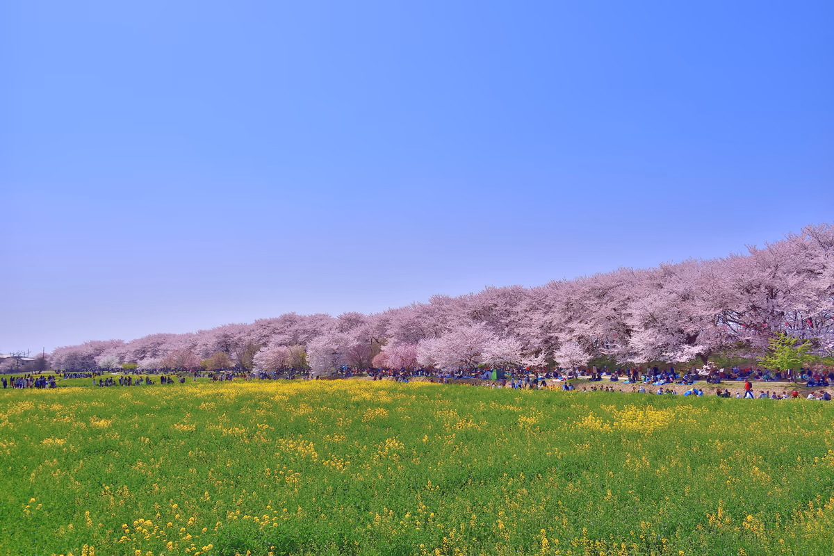 投稿写真：幸手権現堂堤　桜と菜の花