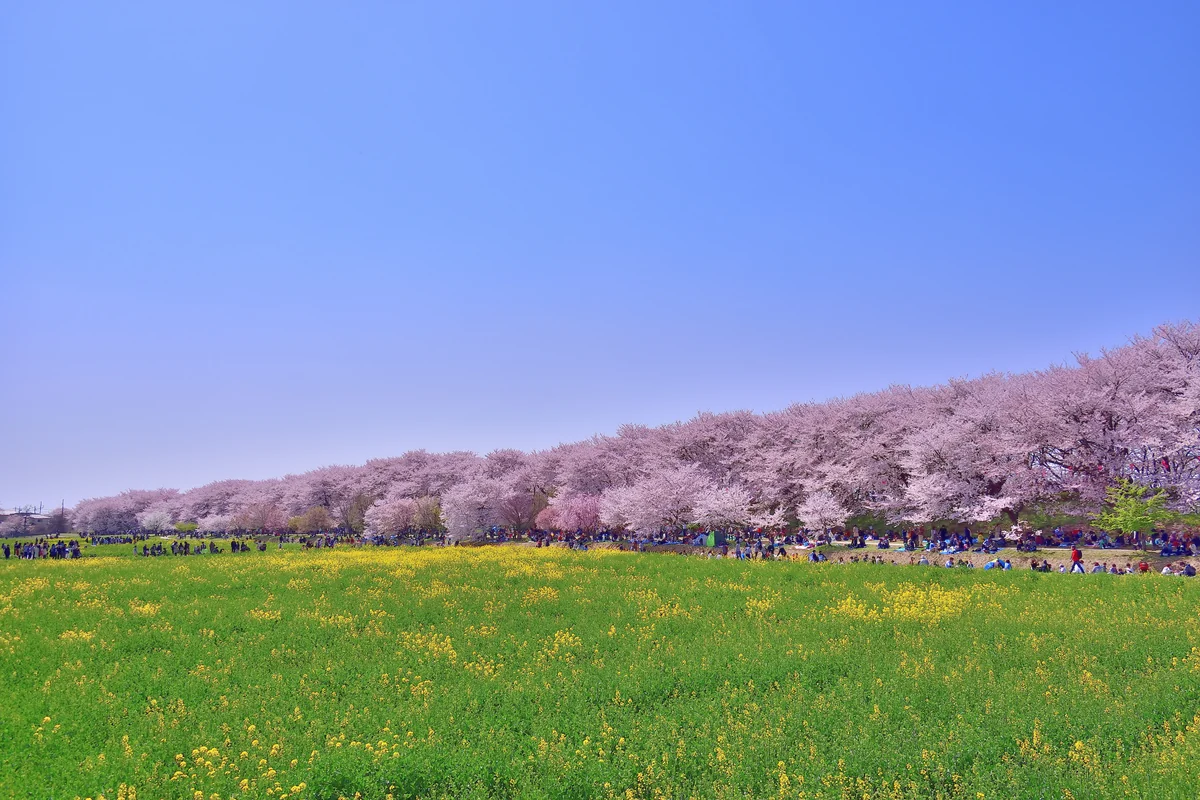 投稿写真：幸手権現堂堤　桜と菜の花