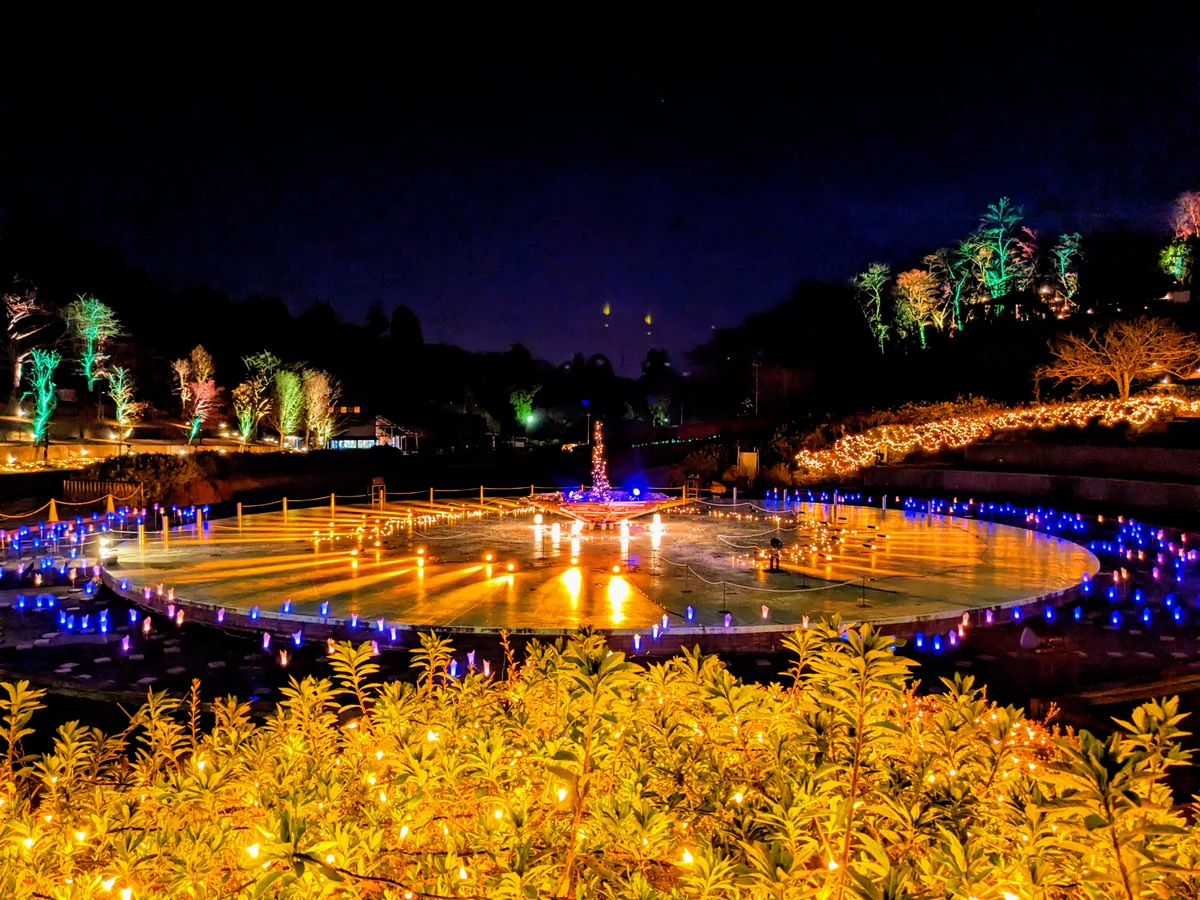 投稿写真：絵本の世界のような夜の森