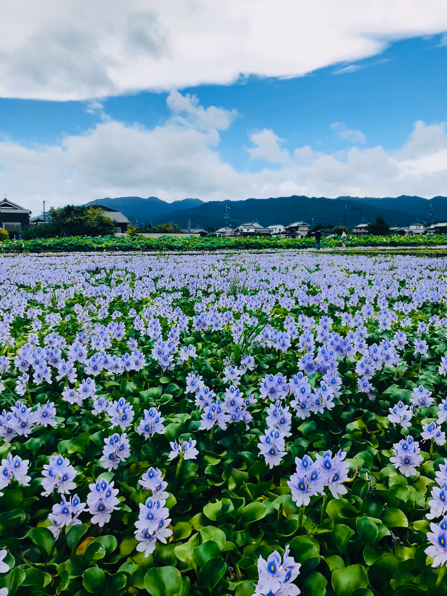 投稿写真：ホテイアオイ