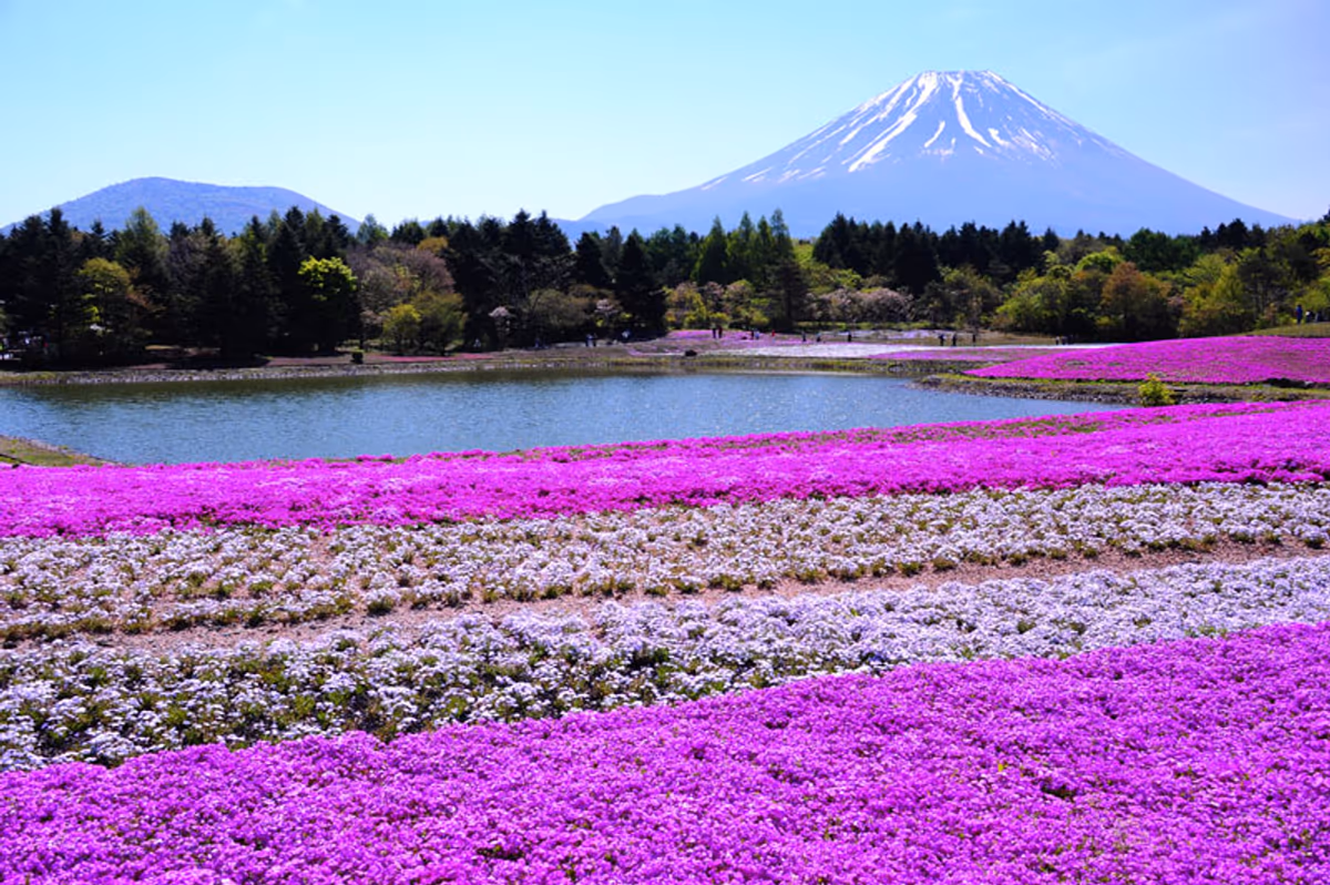 投稿写真：芝桜