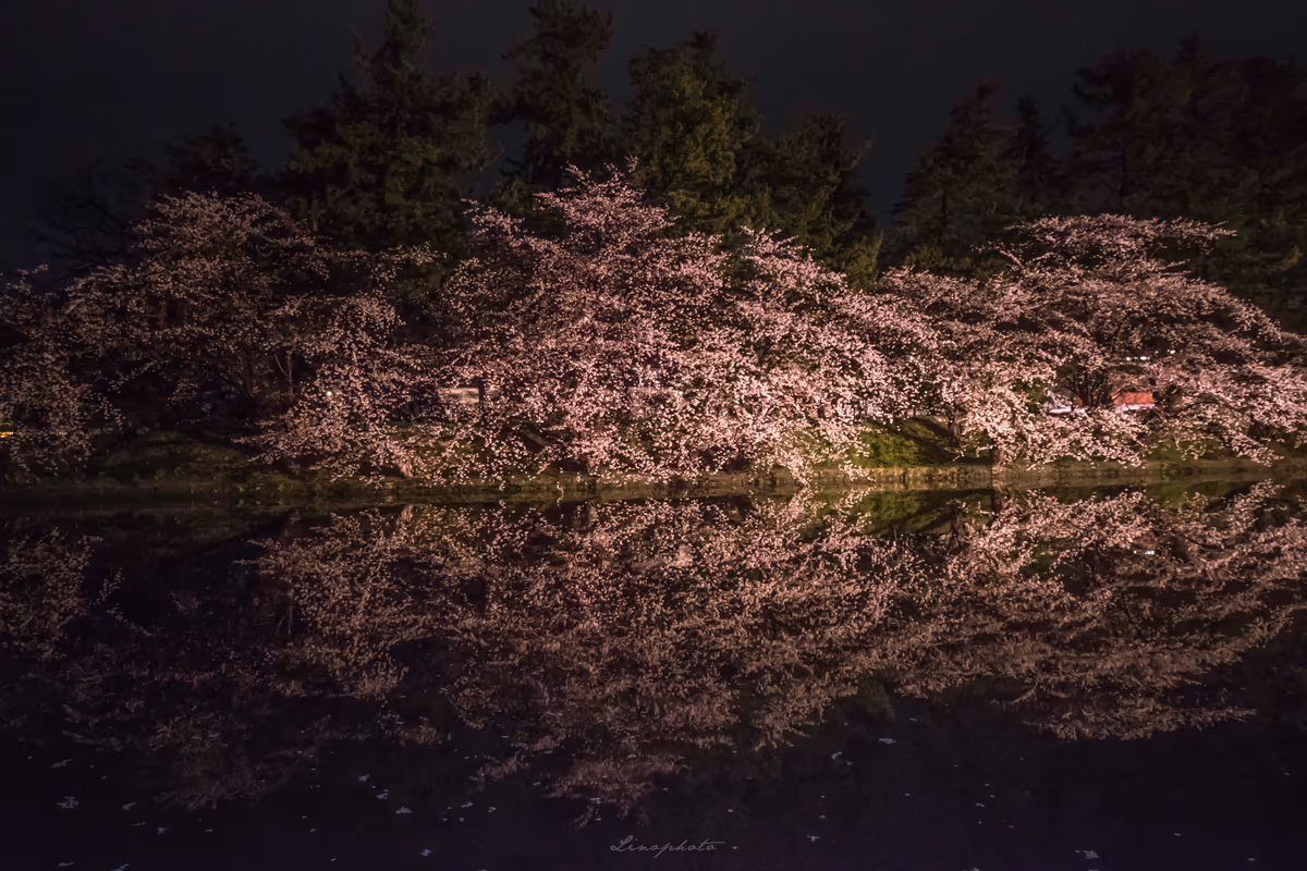 投稿写真：夜に舞う