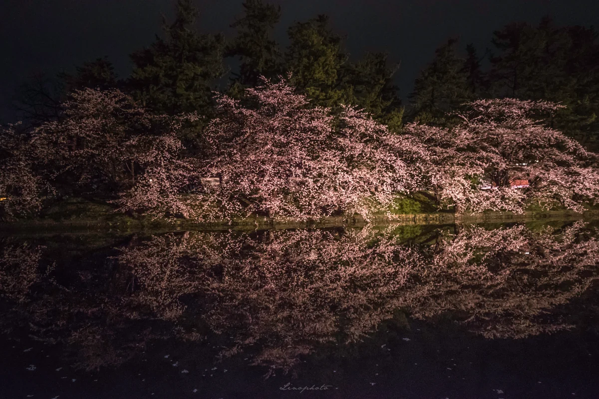 投稿写真：夜に舞う