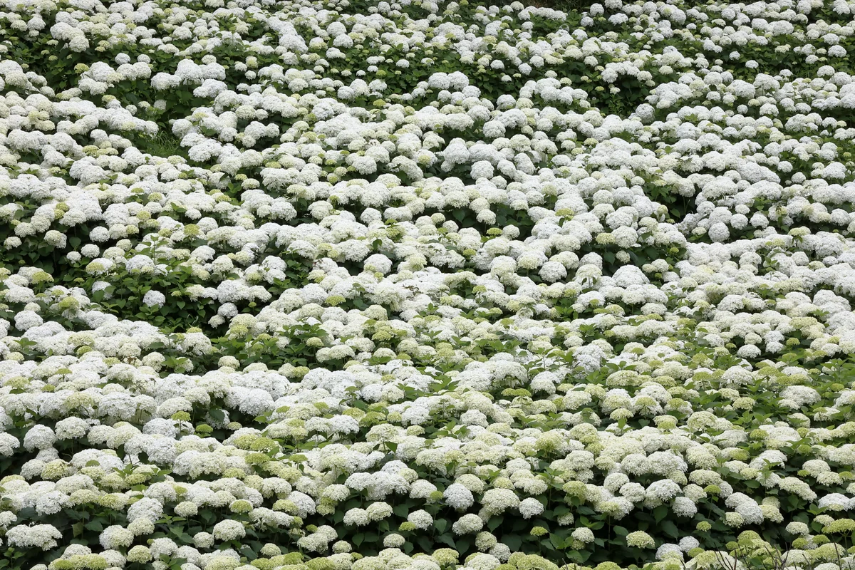 投稿写真：一面のアナベル