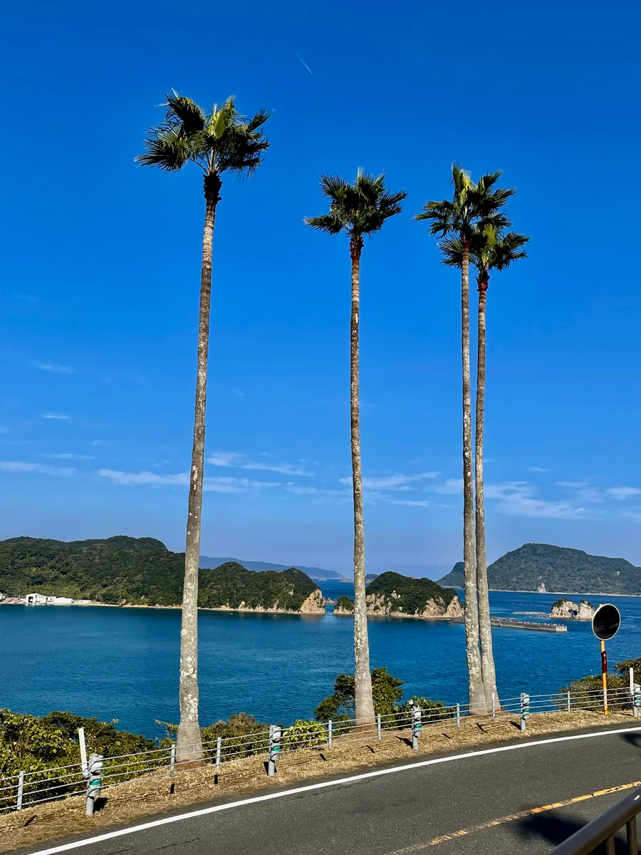 投稿写真：どこまでも伸びていく木