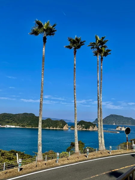 投稿：どこまでも伸びていく木