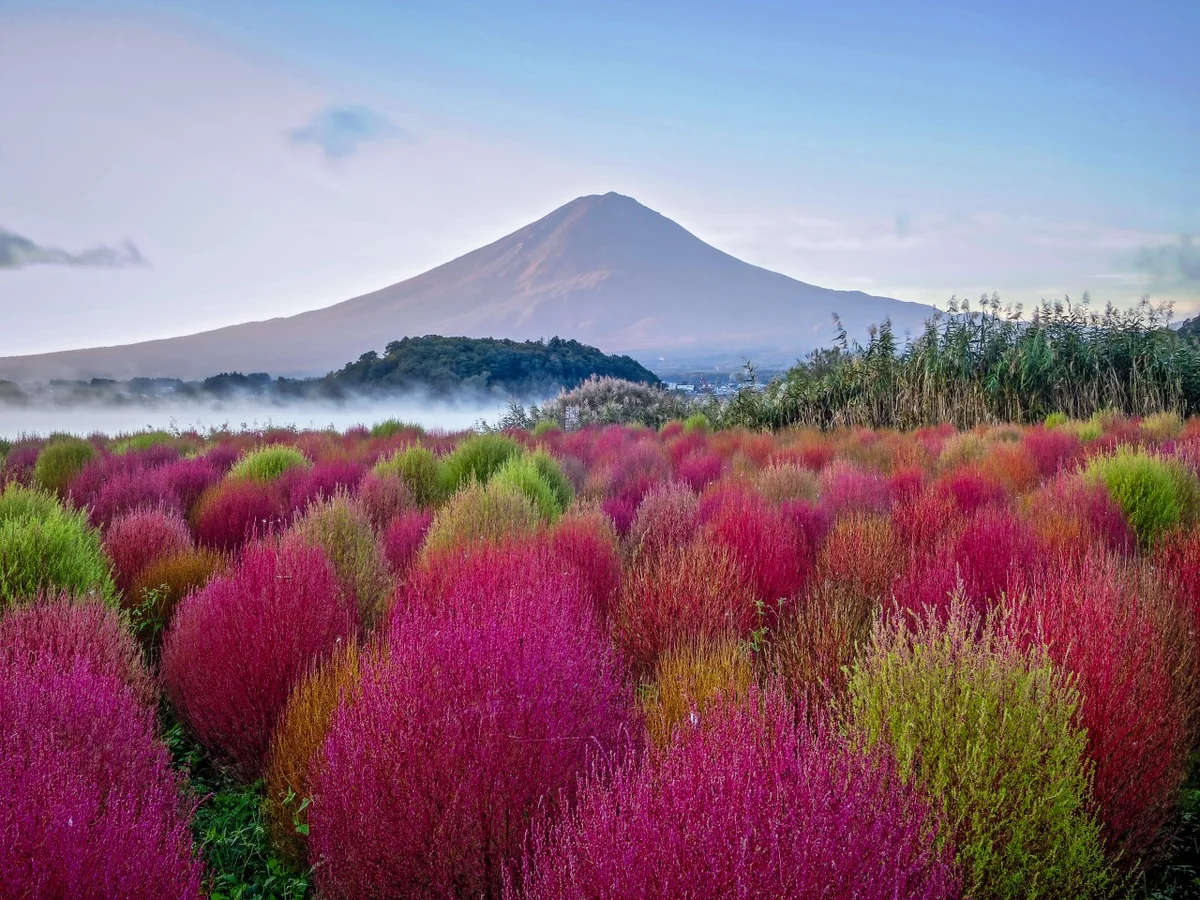 投稿写真：コキア富士