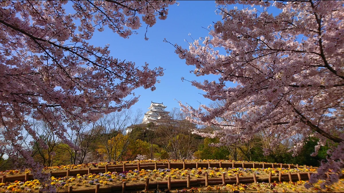 投稿写真：お花に囲まれる白鷺城