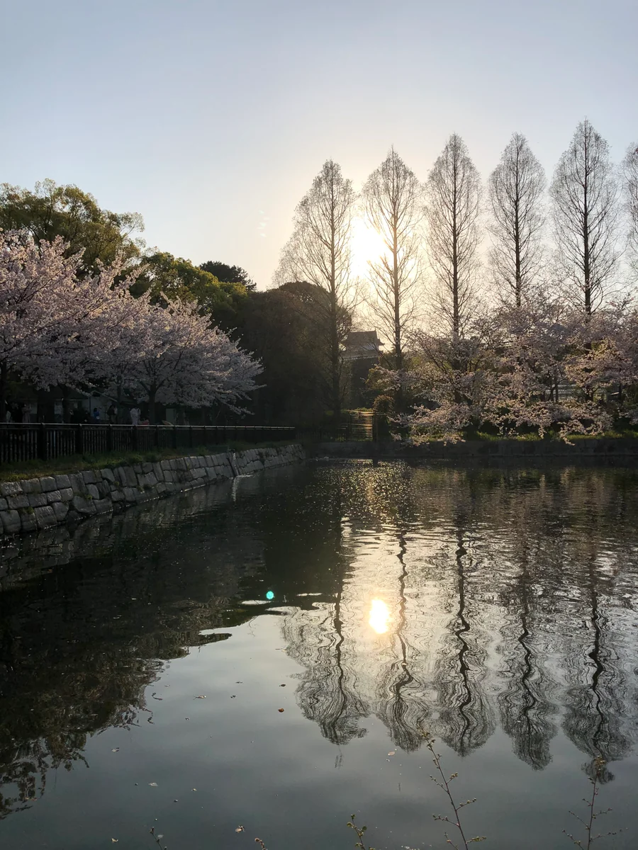 投稿写真：大阪城の夕陽