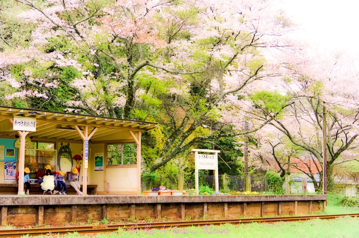 投稿写真：春の小さな待ち時間を優しく包んで♪