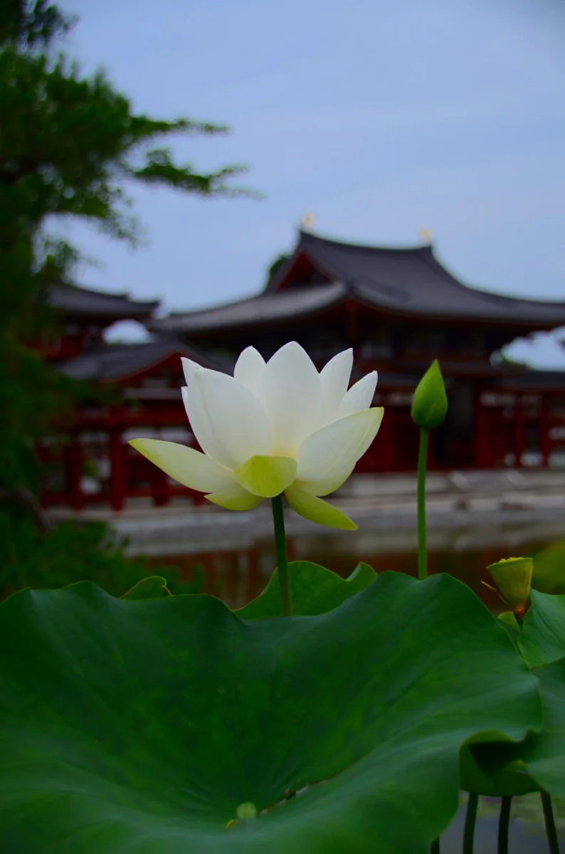 投稿写真：平等院　蓮