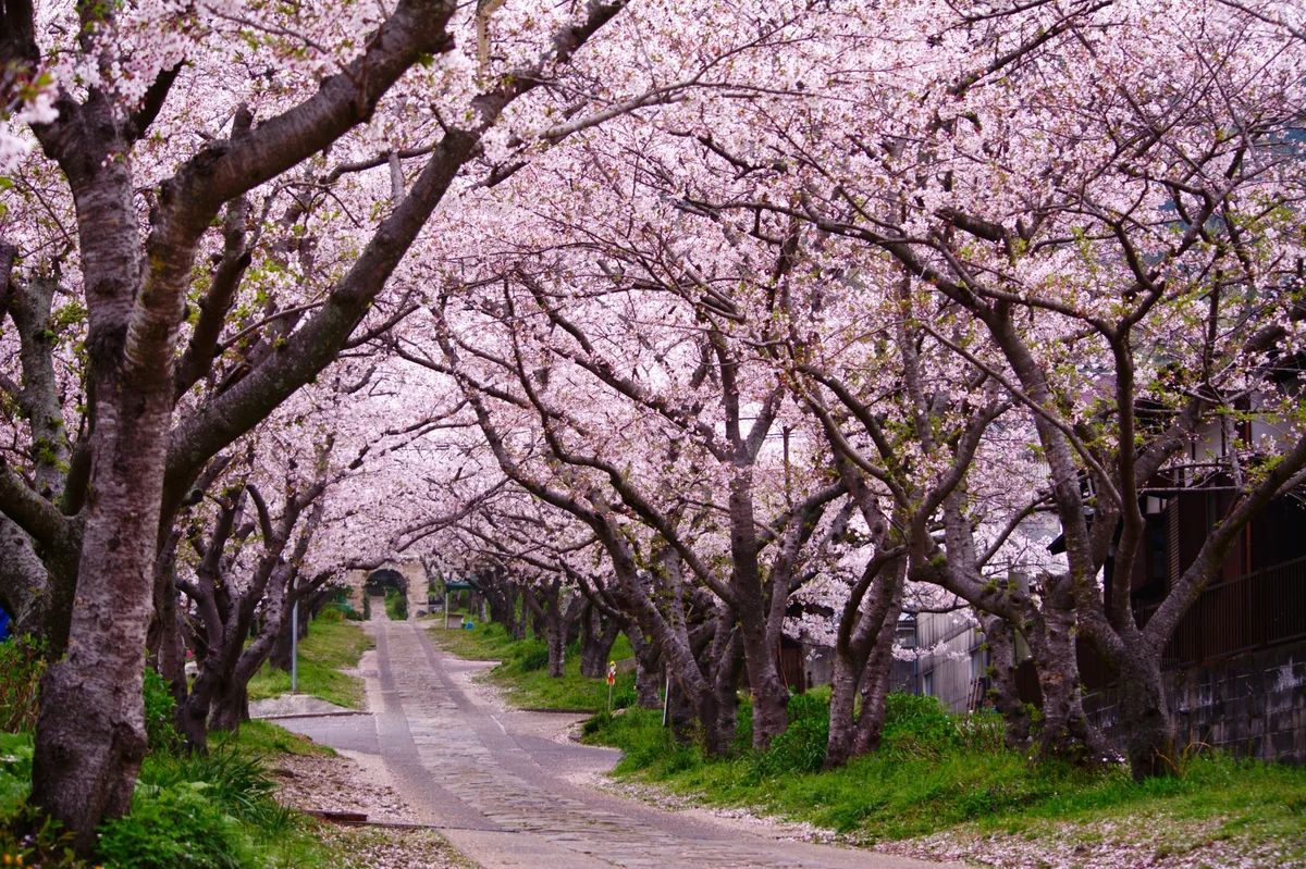 投稿写真：円応寺参道の桜並木