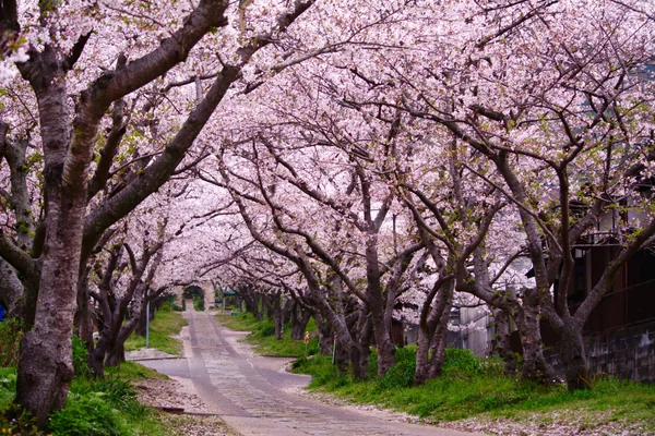 投稿：円応寺参道の桜並木