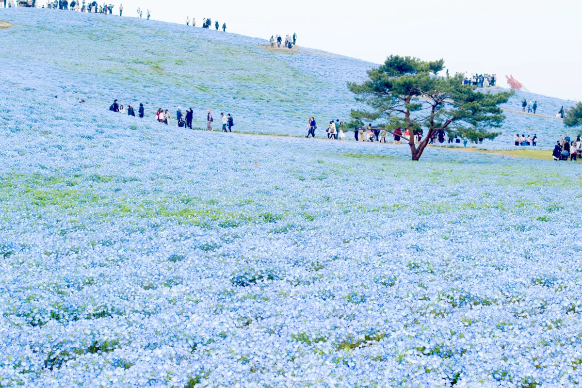 投稿写真：ネモフィラ