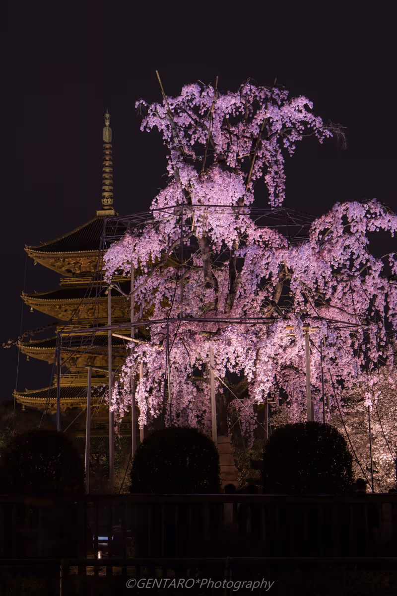 投稿写真：不二桜と五重塔